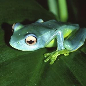 Madagascan Blue Treefrog, Boophis sp. Native to Madagascar