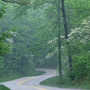 N. A. USA, Kentucky, Daniel Boone National Forest Road through forest in spring