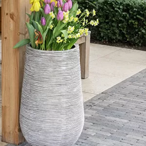 Netherlands, Lisse. Tall flower pot with yellow tulips and narcissus