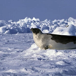 North America, Canada, Gulf of St. Lawrence. Harp Seal (phoca groenlandica)