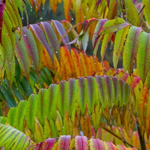 North America, USA, Pennsylvania. Autumn neon colors of Staghorn Sumac (Rhus typhina)