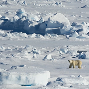 Norway. Svalbard. Hinlopen Strait. Polar bear (Ursus maritimus) walking on the drift ice