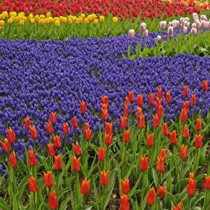Pattern of tulips and grape hyacinth flowers, Keukenhof Gardens, Lisse, Netherlands