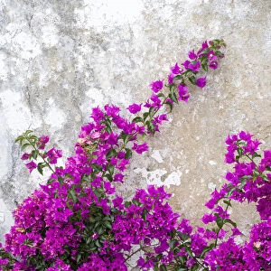 Portugal, Obidos. Hot pink or magenta bougainvillea against an old wall