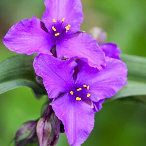 Purple Virginia spiderwort, Tradescantia virginiana growing in a wildflower garden