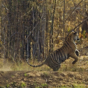 Royal Bengal Tigers, play fighting; Tadoba Andheri Tiger Reserve, India