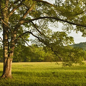 Single tree at sunrise, Cades Cove, Great Smoky Mountains National Park, Tennessee