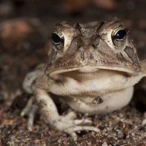 Southern Toad (Anaxyrus terrestris) Manipulated The Orianne Indigo Snake Preserve