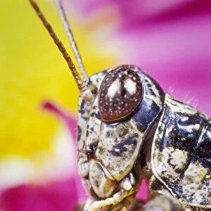 Spur-throated Grasshopper portrait (Melanoplus ponderosus)