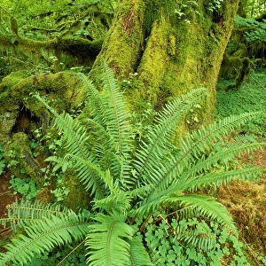 Sword fern and moss covered old growth in the Hoh Rain Forest, Olympic National Park