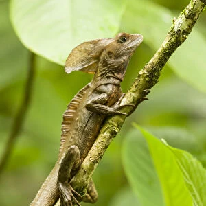 Tortuguero, Costa Rica. Brown, Striped or common basilisk (Basiliscus vittatus) climbing a tree