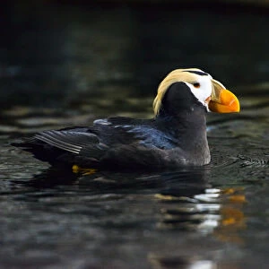 A Tufted Puffin swimming in dark waters