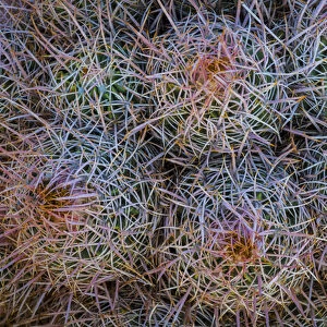 USA, California, Alabama Hills. Detail of barrel cacti