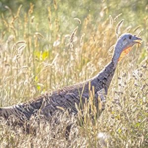 USA, Colorado, Fort Collins. Merriam wild turkey in grassy field