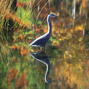 USA, New York, Adirondacks, Great Blue Heron in Fall Reflection
