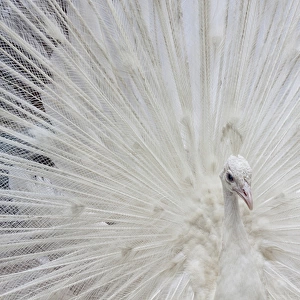 USA; North America; Fla; White peacock in breeding plumage