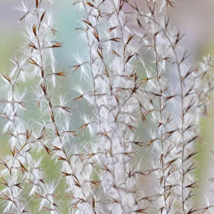 USA, Washington State, Seabeck. Seed head of Miscanthus sinensis grass. Credit as