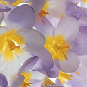 USA, Washington State, Seabeck. Spring crocus flowers close-up