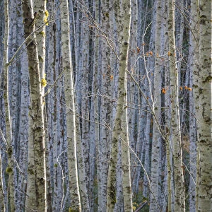 USA, Washington State, Seabeck. Young alder tree grove
