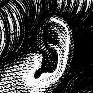 HUMAN EAR. Line engraving, 19th century