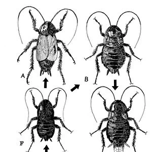 The life cycle of the common cockroach (Blatta orientalis): A. Mature male; B. Mature female; C. Female bearing egg-case; D. Egg case; E. Young nymphs; F. Last stage nymph