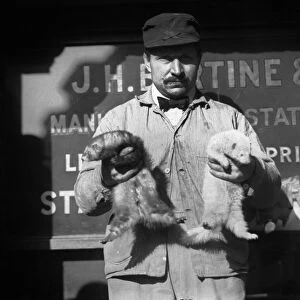 NEW YORK: RAT CATCHER, c1908. A rat catcher holding ferrets, used to hunt rats