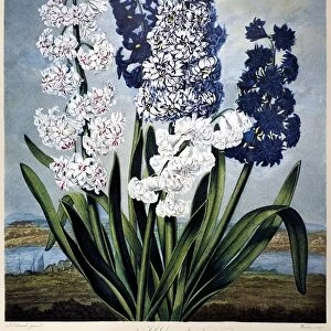 THORNTON: HYACINTHS. Hyacinths (Hyacinthus orientalis L. ). Engraving by Warner after a painting by Sydenham Teak Edwards for The Temple of Flora, by Robert John Thornton, 1801