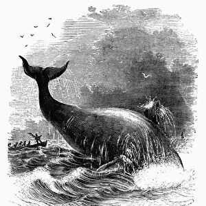 WHALE BREACHING, 1845. Greenland whale breaching as whalers approach. Wood engraving, 1845