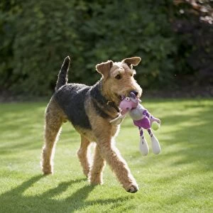 Airedale Terrier carrying soft toy in its mouth while striding across lawn