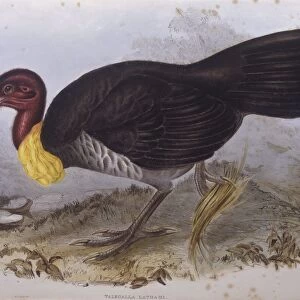 Australian brush-turkey (Alectura lathami), Engraving by John Gould