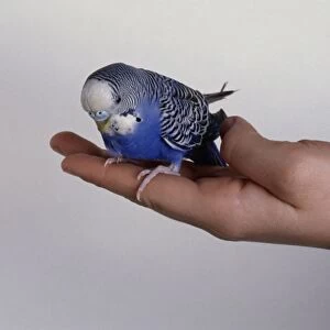 Blue budgerigar perched on hand, close-up