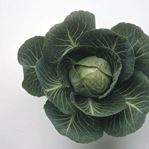 Cabbage Castello, close-up