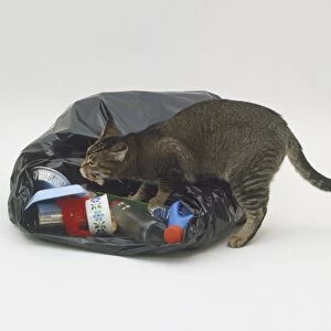 Cat rumaging through a dustbin