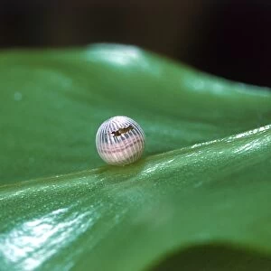 Caterpillar of Owl butterfly (Caligo beltrao) beginning to hatch from egg