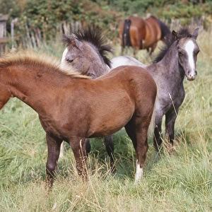 Chestnut Pony and Grey Pony in Field