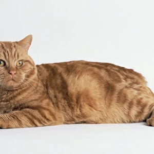 A chunky ginger tom cat