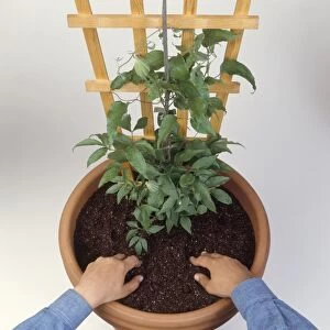 Climbing plant in pot with wooden support, hands filling in compost, close-up