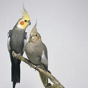 Two cockatiels - front view