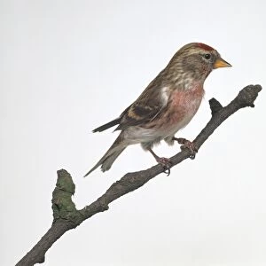 Common Redpoll (Carduelis flammea) perching on a branch, side view