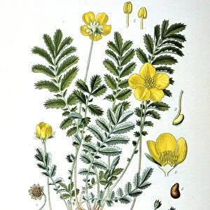 Common Silverweed (Argentina anserina or Potentilla anserina) Ceeping herbaceous