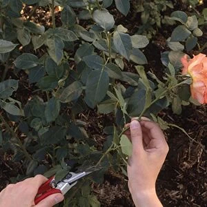 Cutting off a flowered rose with growth buds, making angled cut above outward facing bud (bud-grafting), close-up