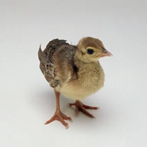 Four day old Indian Peafowl (Pavo cristatus) chick standing on large feet