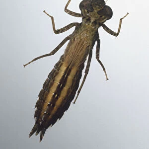 Dragonfly Larva (Odonata), close up