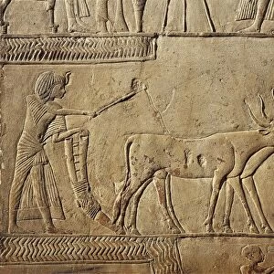 Egypt, Detail of Pharaoh ploughing in the fields of Irau and receiving the harvest offered by the farmers, wall of the Horemhebs tomb at Saqqara, eighteenth dynasty, limestone
