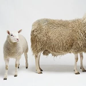 Ewe with two lambs (Ovis aries)
