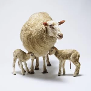 Ewe (Ovis aries) with two Lambs, front view