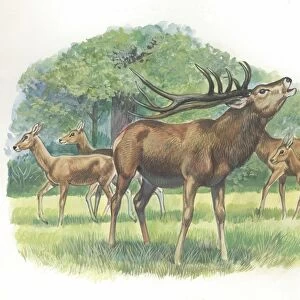 Family of Red Deers Cervus elaphus, illustration