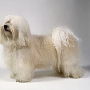 A fluffy white Havanese dog with an abundant coat of long soft white hair