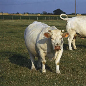 France, Loire Valley, two horned white cows in grassy field, front view