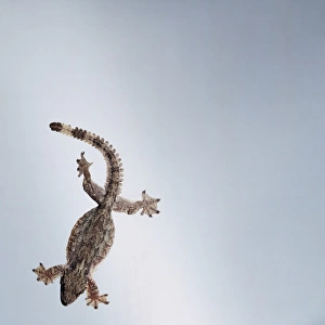 A gecko in flight